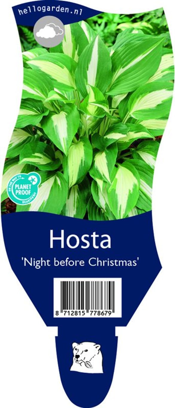Hosta 'Night Before Christmas' - P11